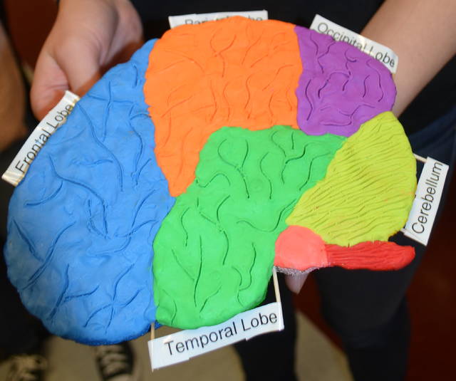 brain models for psychology